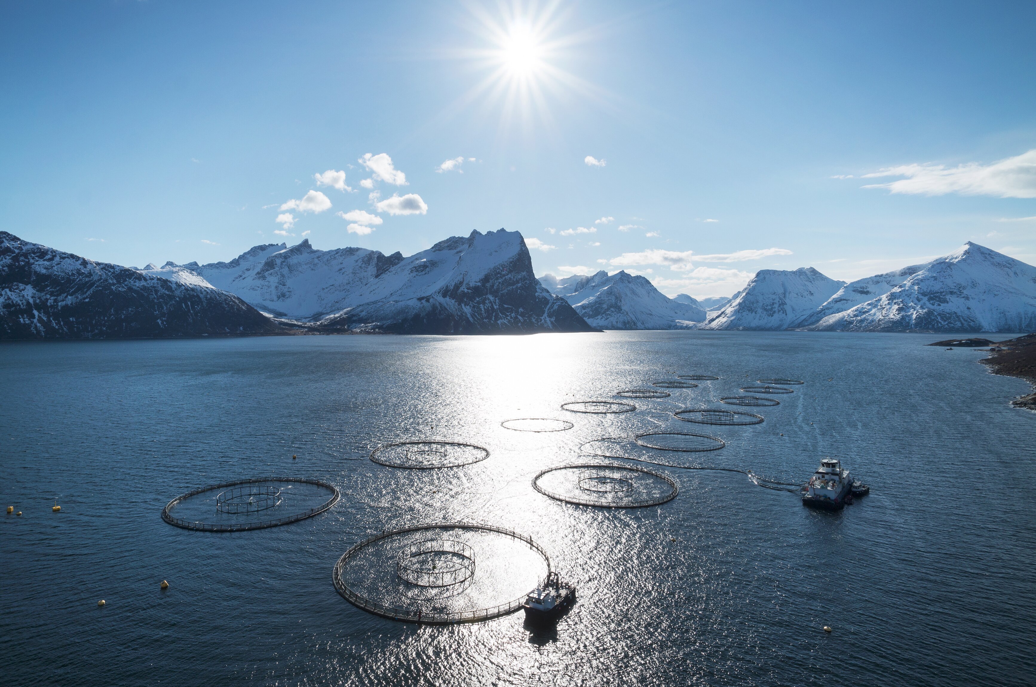 Strong growth for Norwegian seafood exports