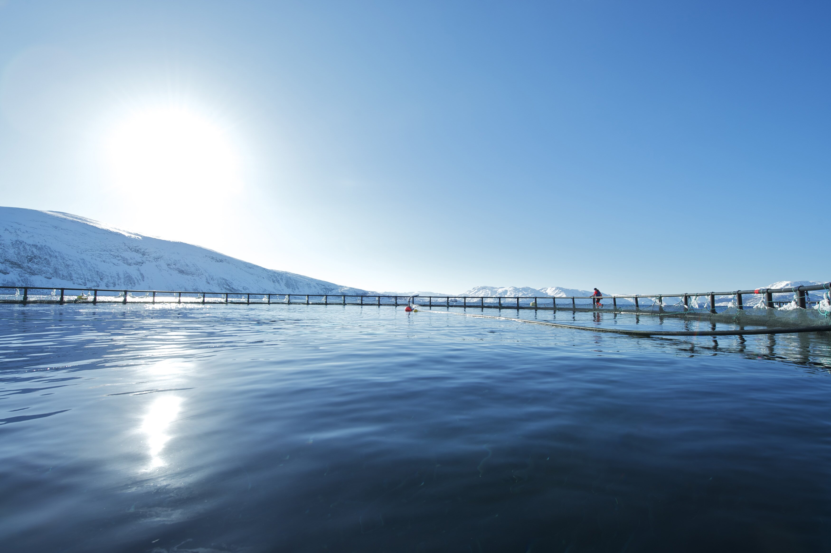 Exports of Norwegian salmon continue to rise