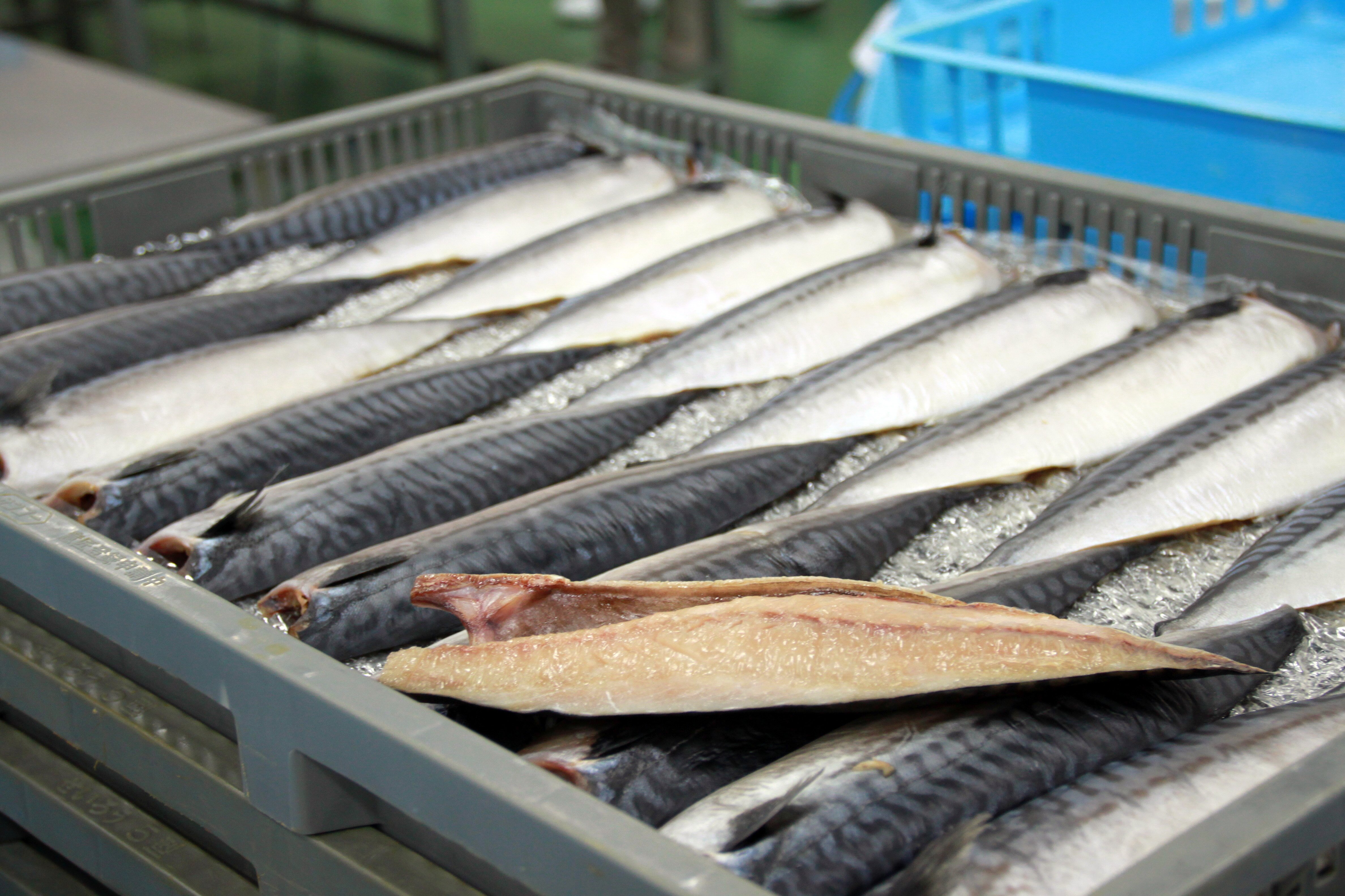 Norwegian pelagic exports worth NOK 3.3 billion in first half of 2017