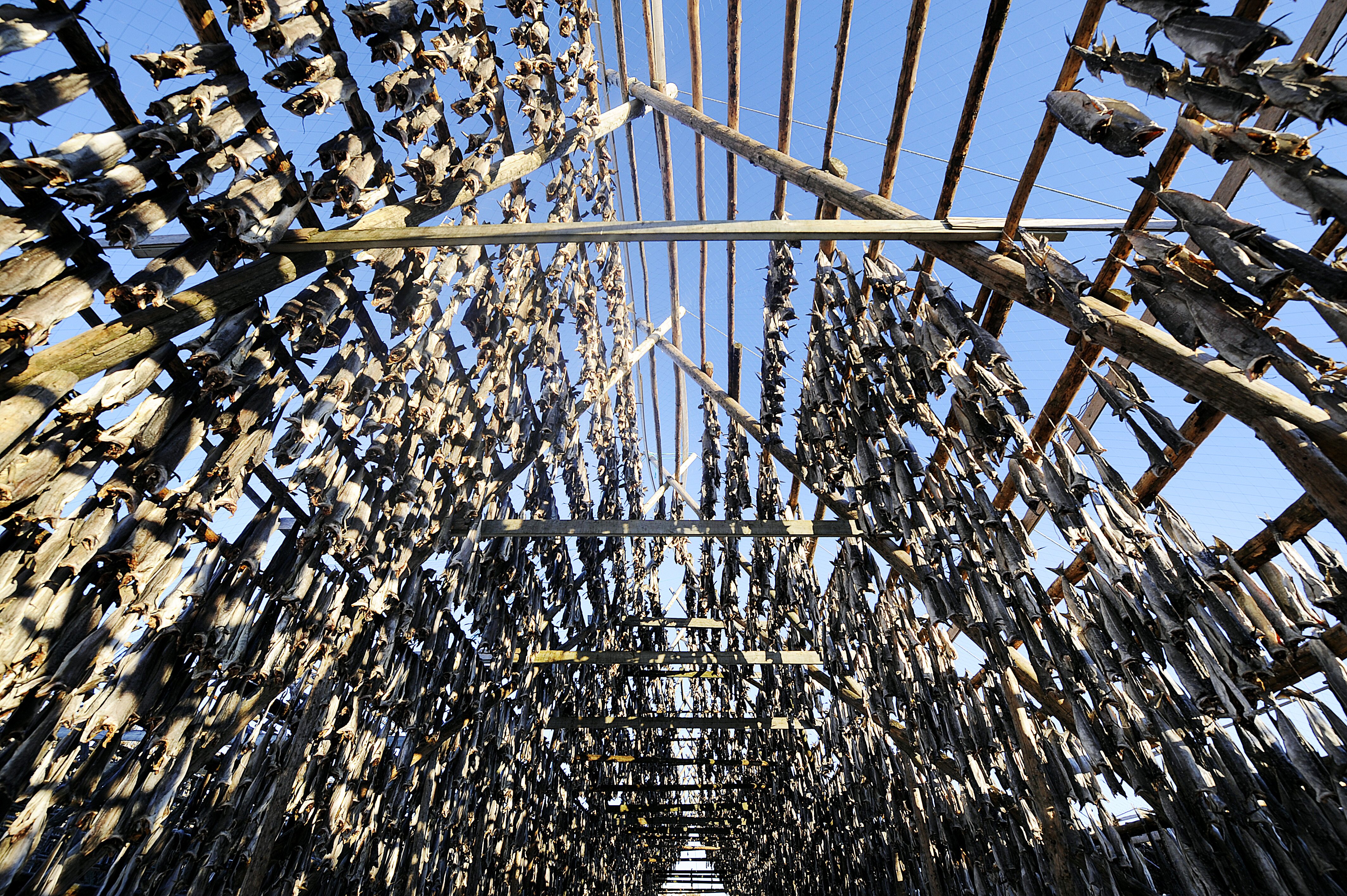 Record figures for Norwegian codfish exports