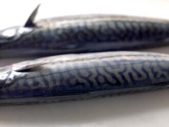 Strong November for Mackerel Exports 