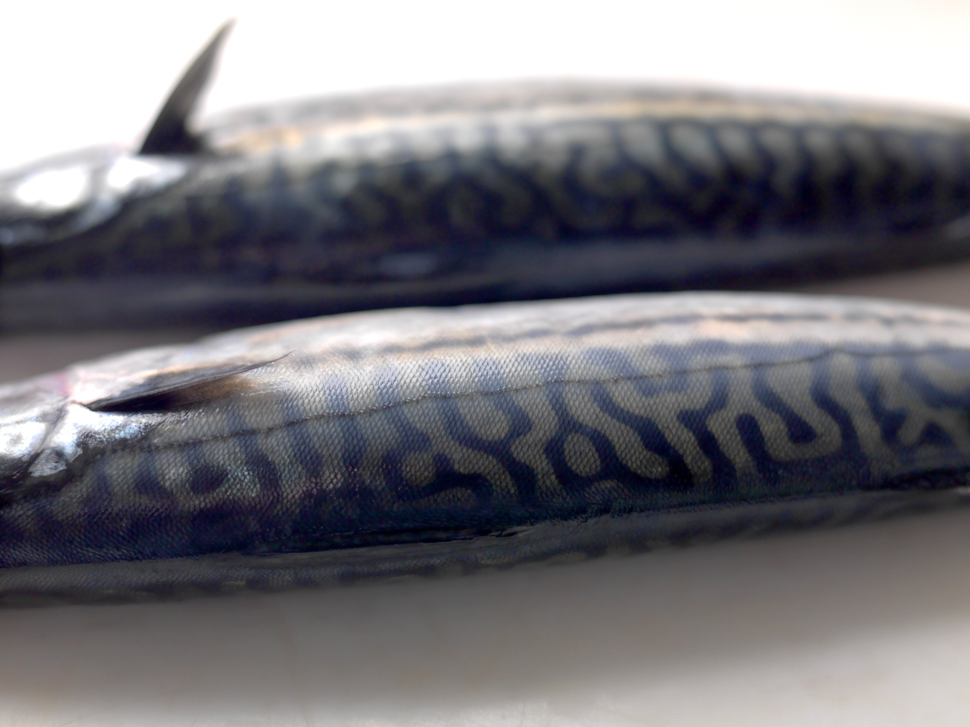 Strong November for Mackerel Exports