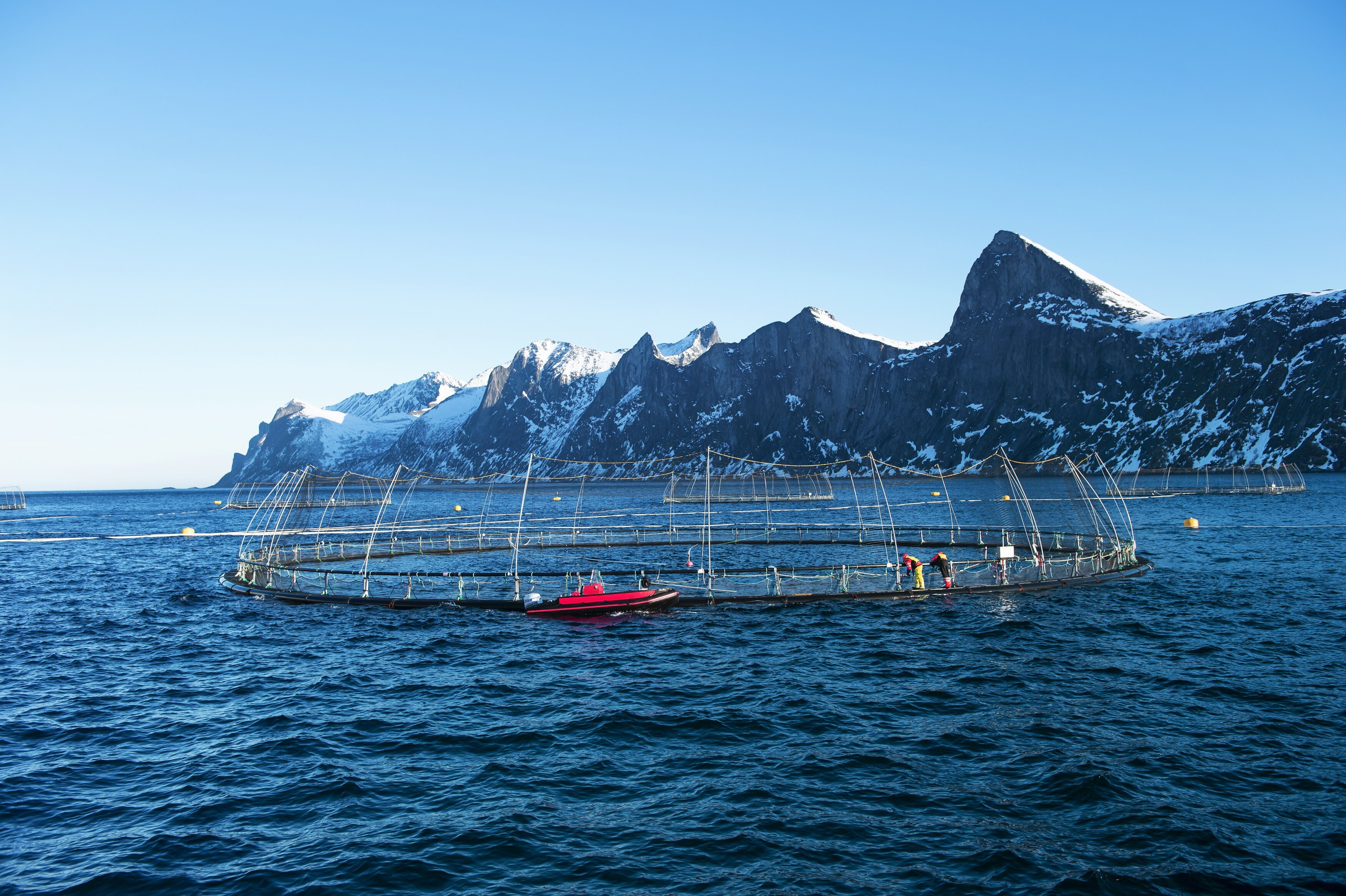 Strong growth in Norwegian salmon exports