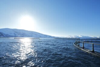 Salmon Exports Increase In Volume and Value 