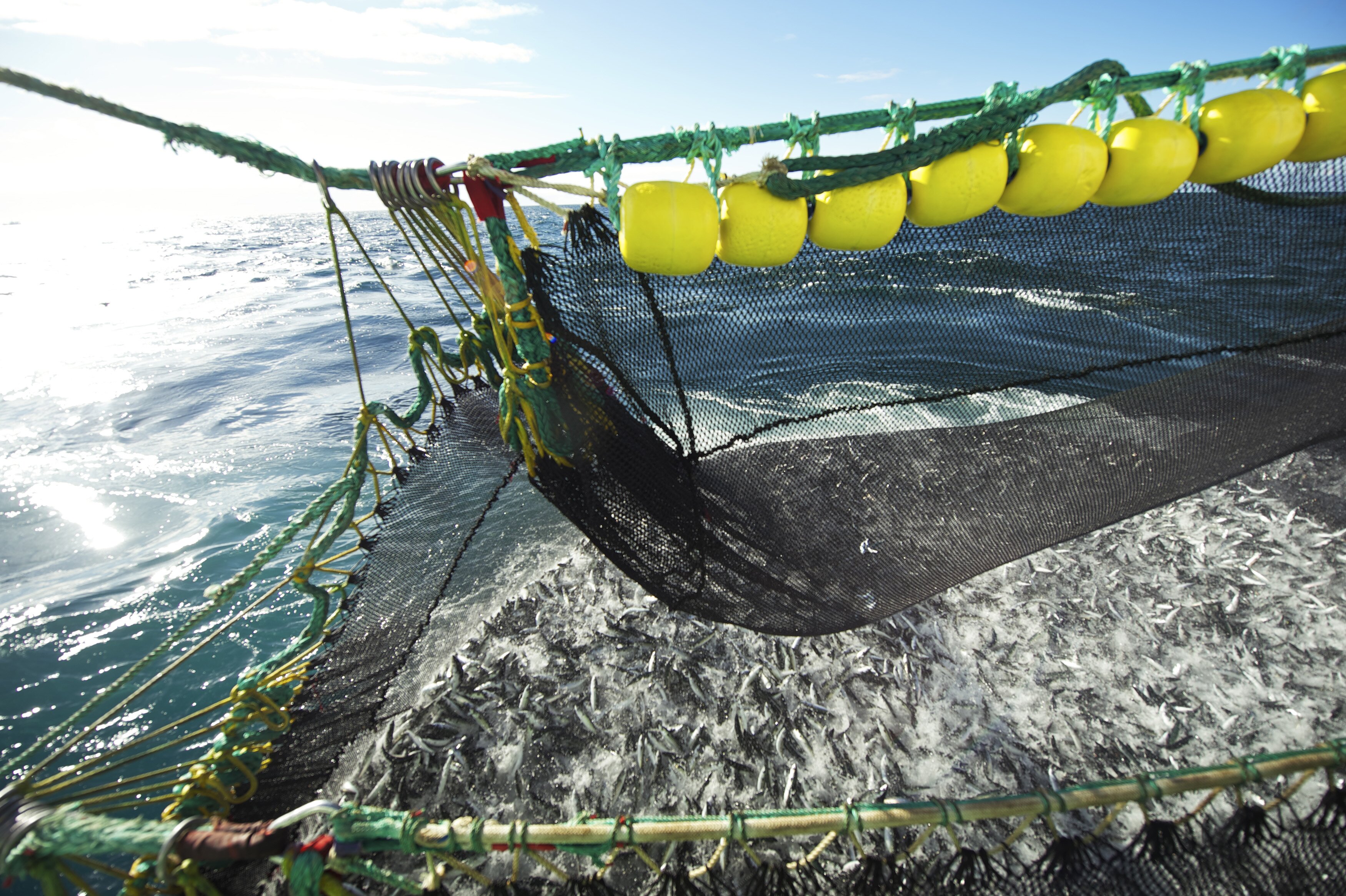 Increased exports of pelagic fish in 2014