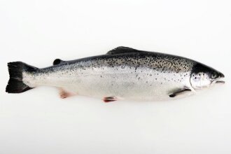 Norwegian salmon ranked as most sustainable protein production four years in a row