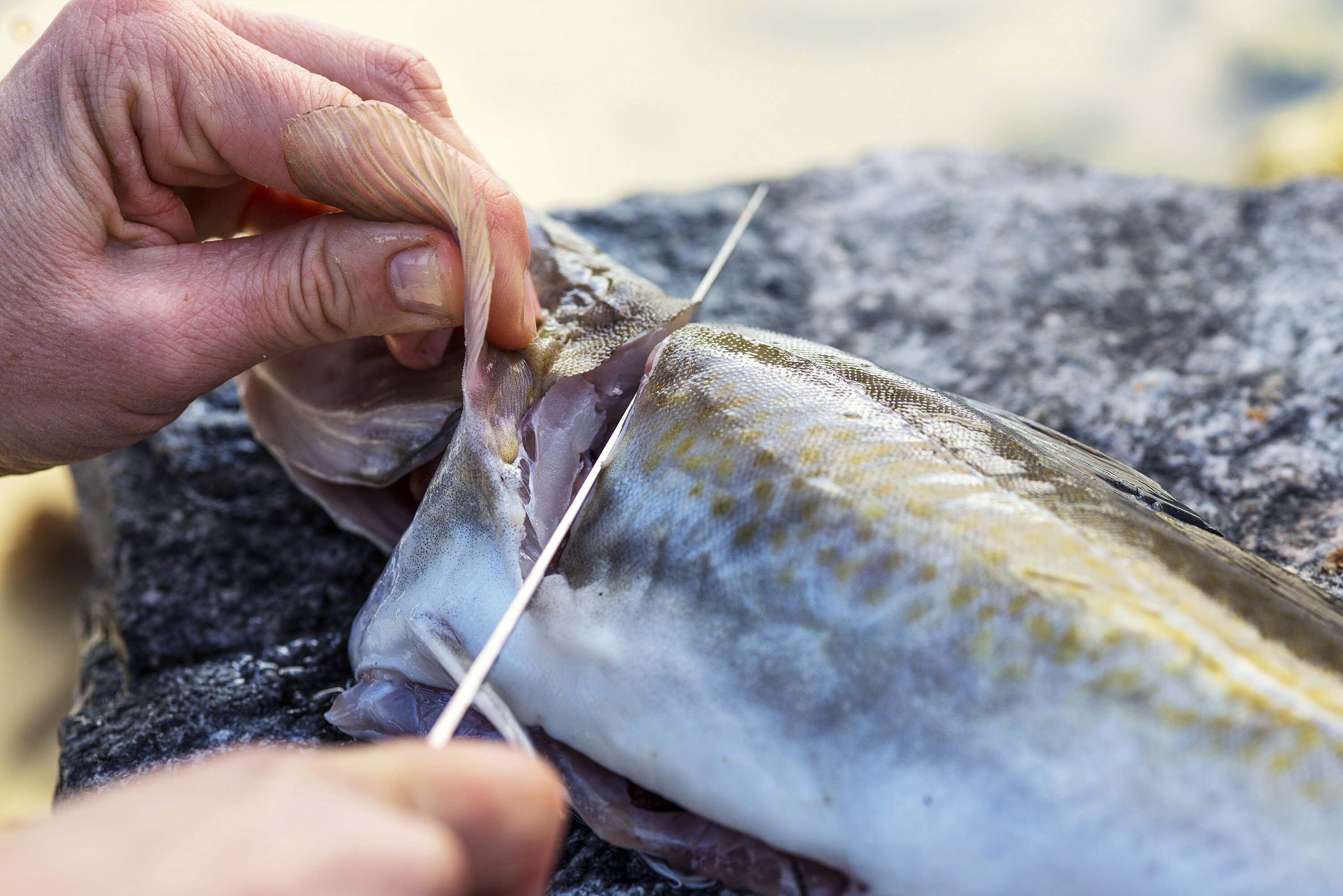 Norwegian seafood exports exceed NOK 71 billion in 2018 