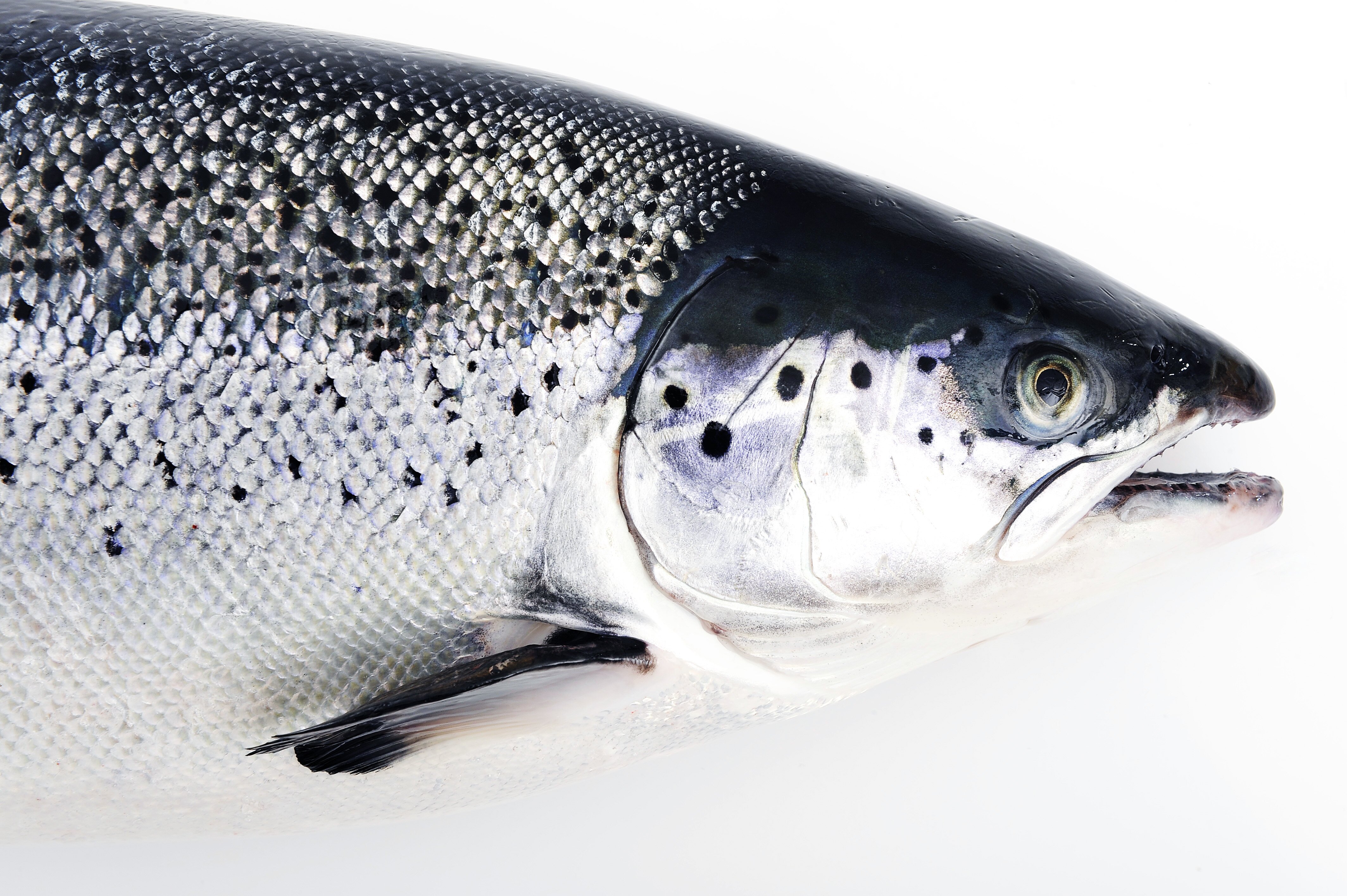 Record for August: 100 000 tons of Salmon exported
