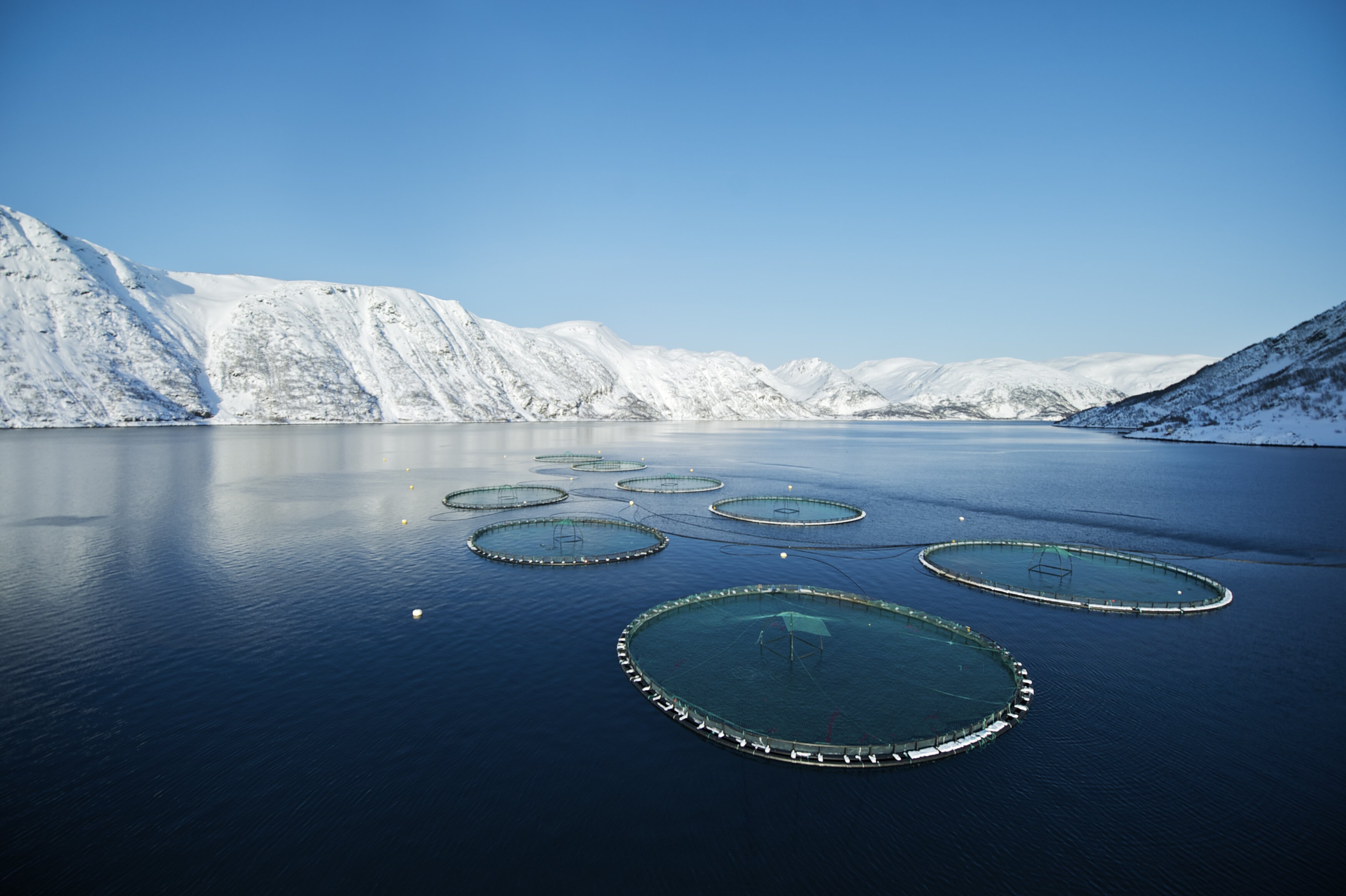 Value of Norwegian salmon exports rise sharply 
