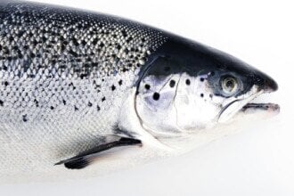 The success recipe for eradicating antibiotics in Norwegian salmon farming