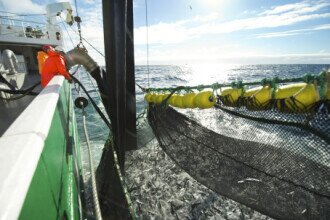 Strong growth in Mackerel exports in September