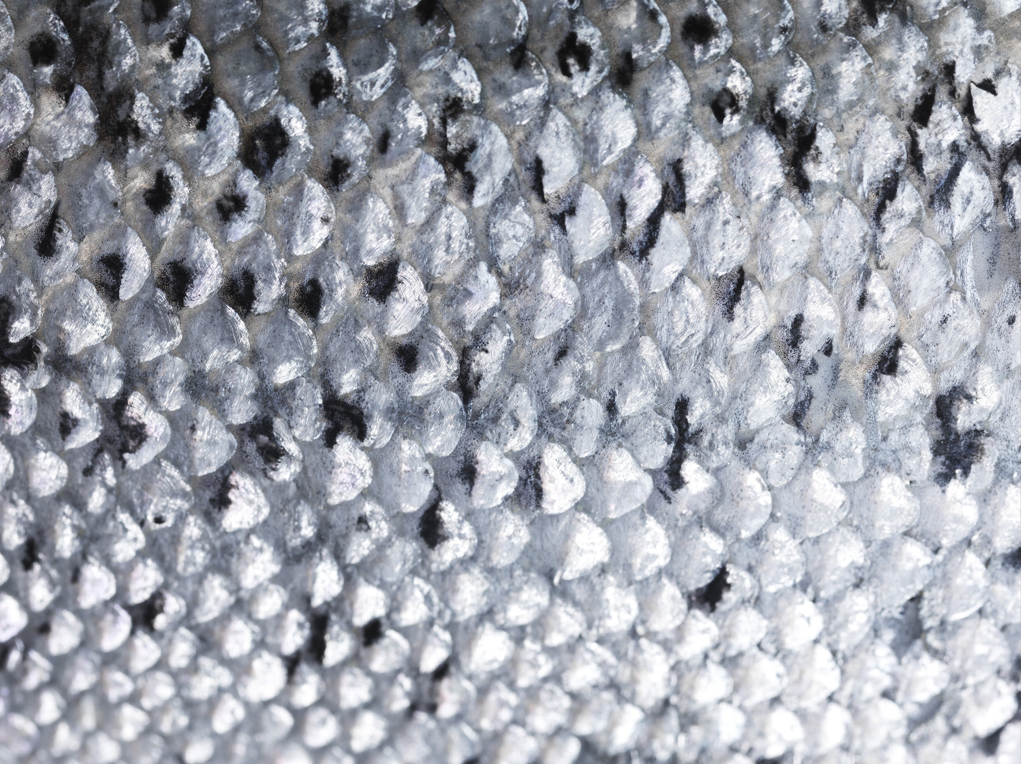 Norway exported seafood worth NOK 7.1 billion in August