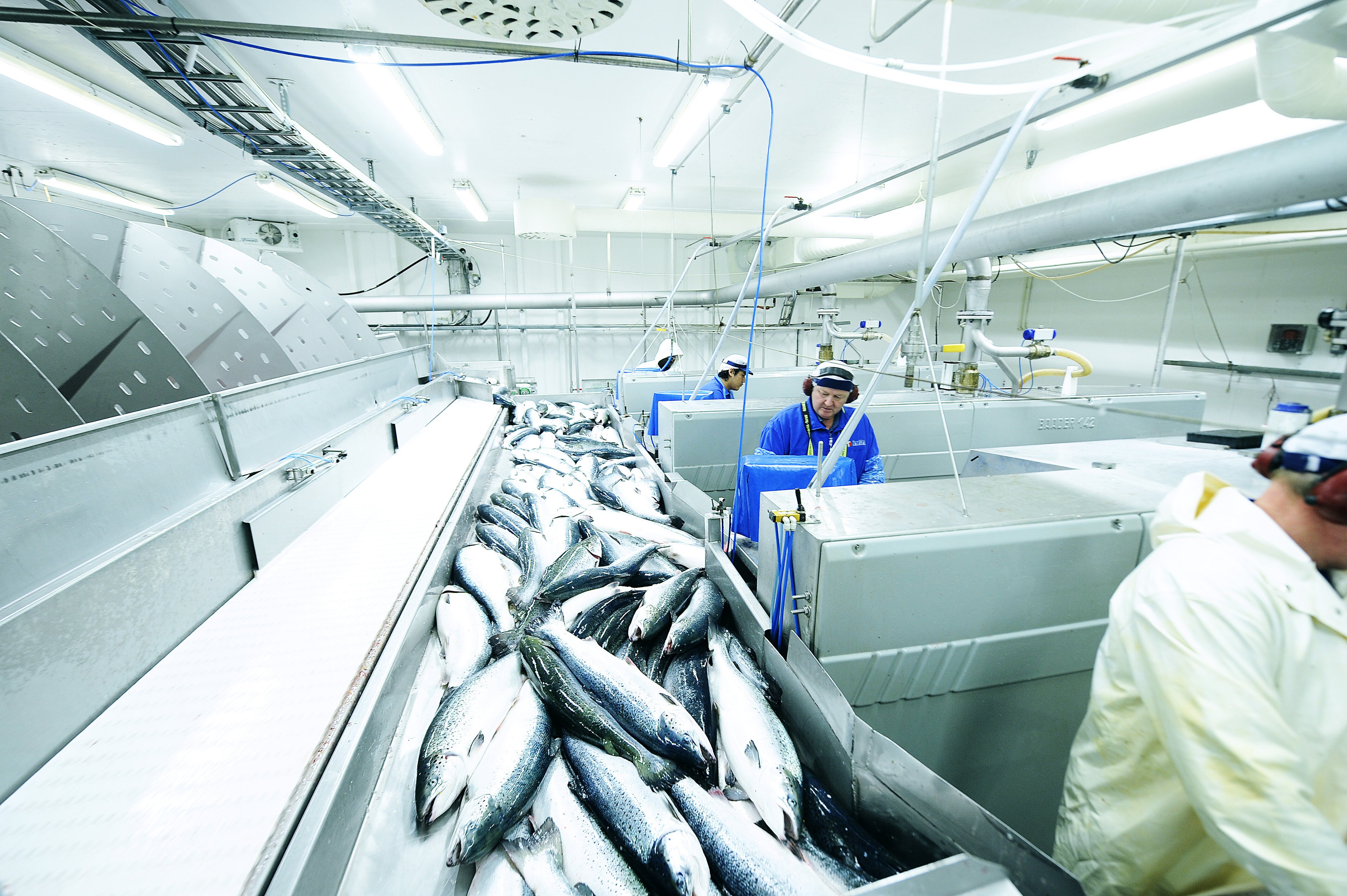 Modest fall for Norwegian salmon exports