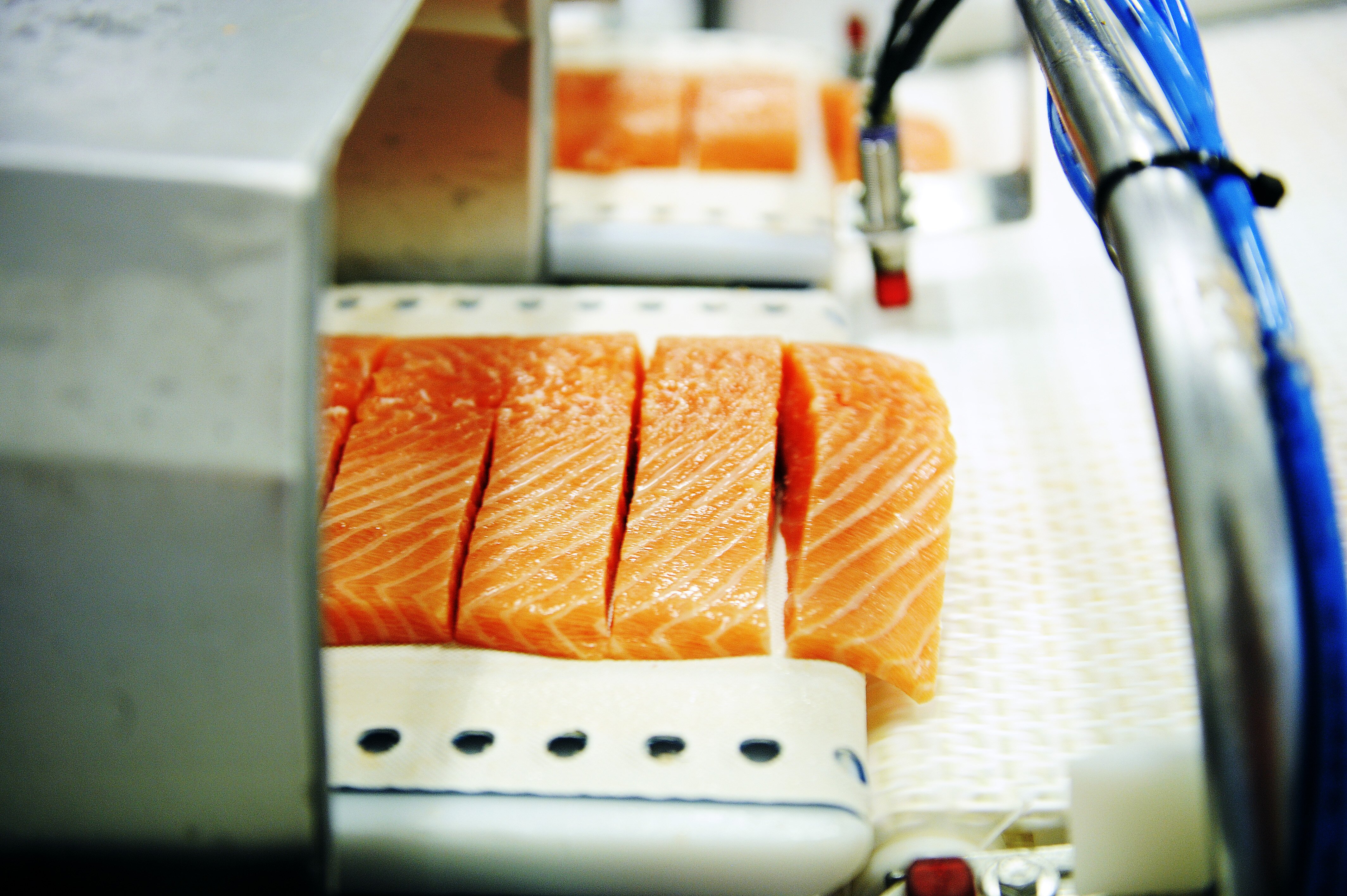 Norwegian salmon exports on the rise
