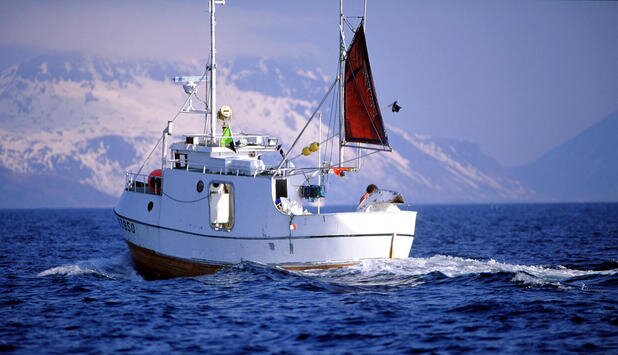 Norwegian codfish exports at record levels in January