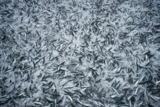 Norwegian mackerel exports down in September