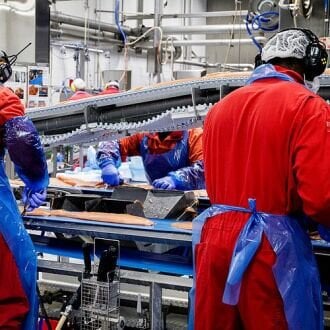 Salmon filleting at Nordlaks in Norway