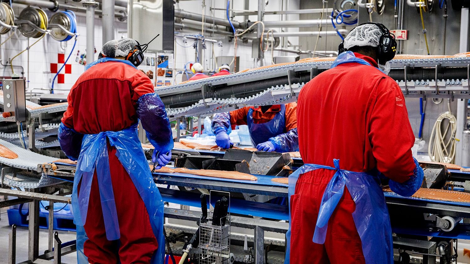 Salmon filleting at Nordlaks in Norway