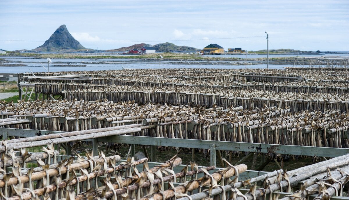 Stockfish in Lofoten