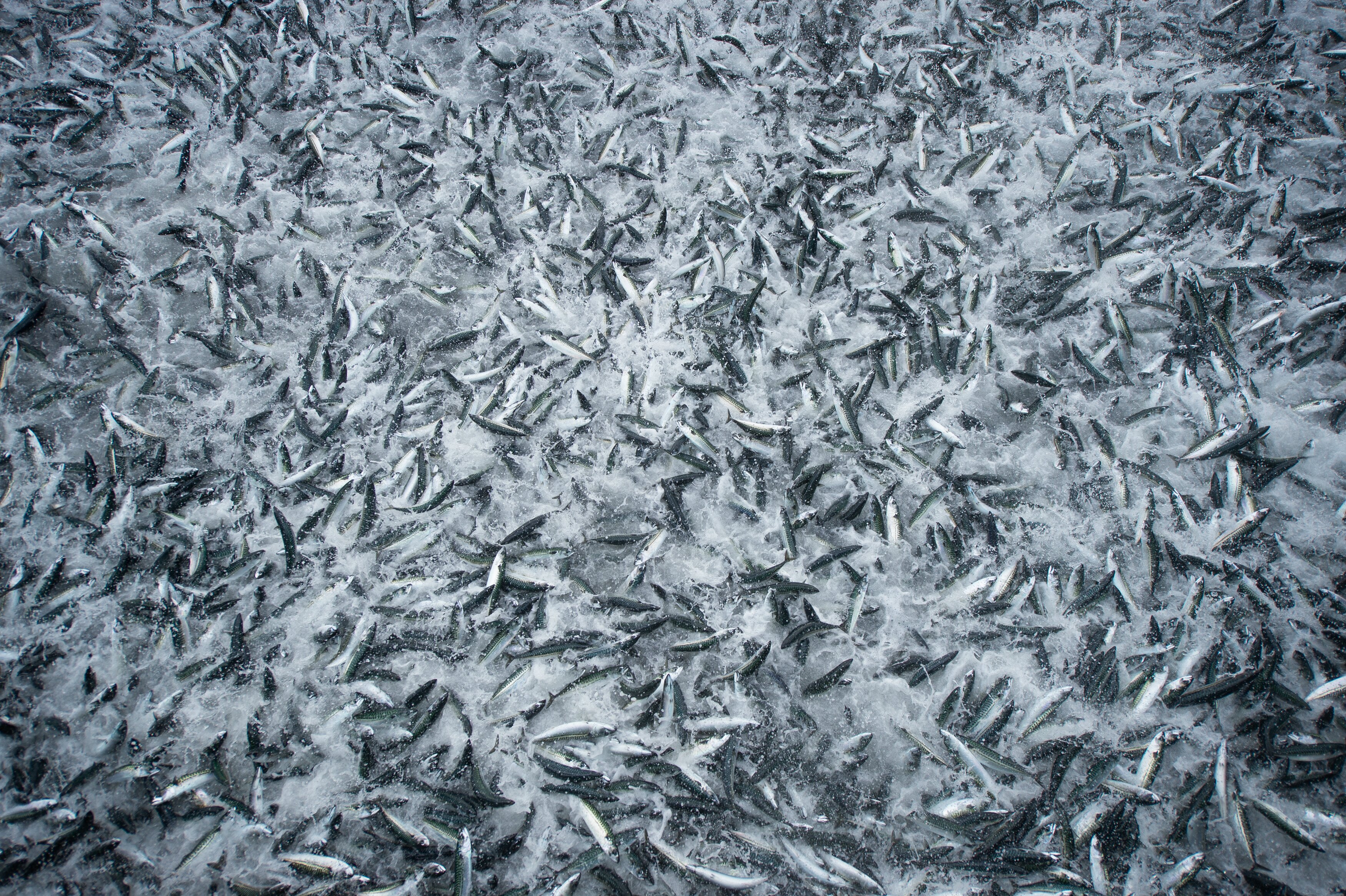 Norwegian pelagic exports reduced in 2015