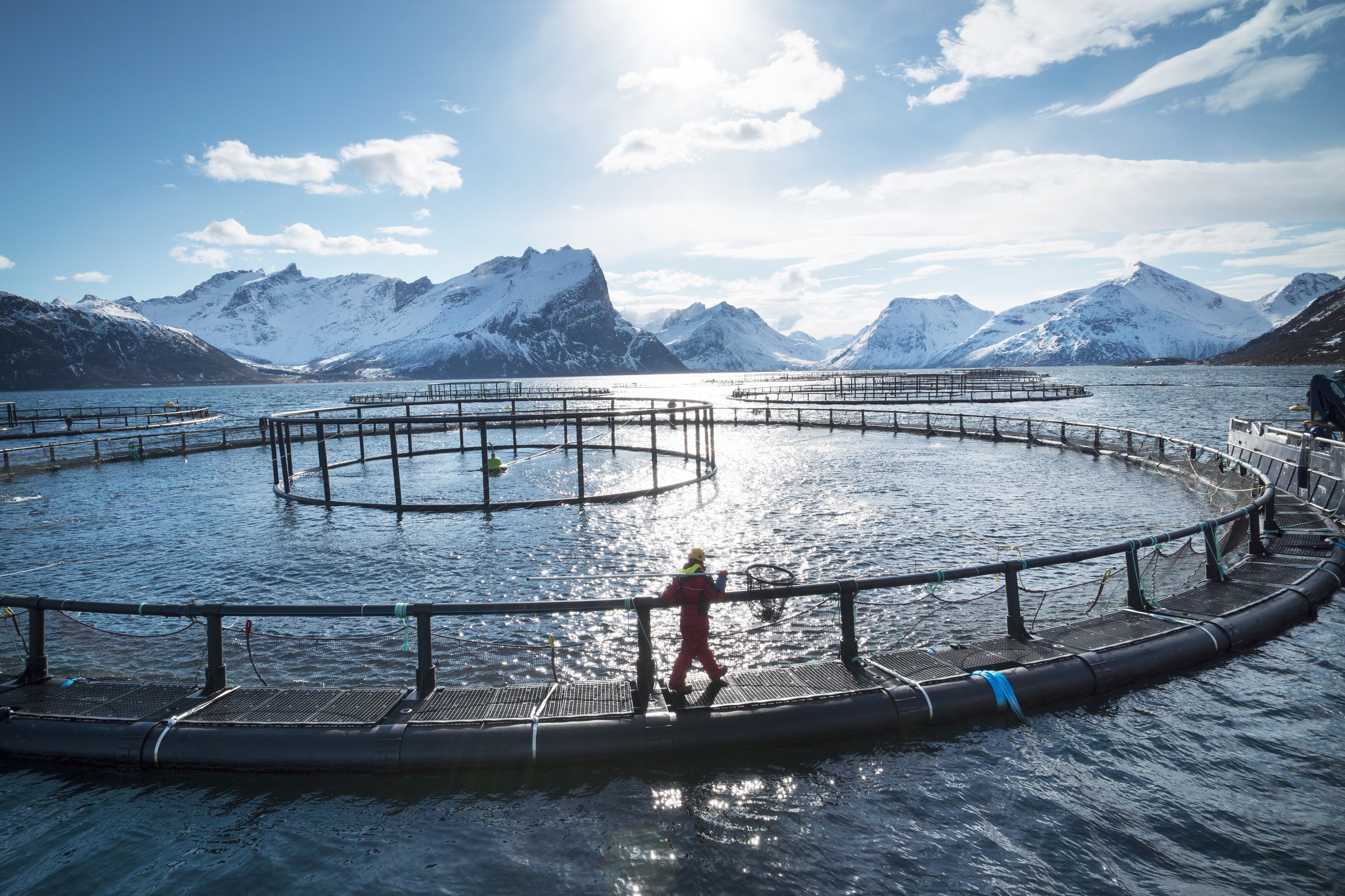Norwegian seafood exports for October break NOK 8 billion for the first time 