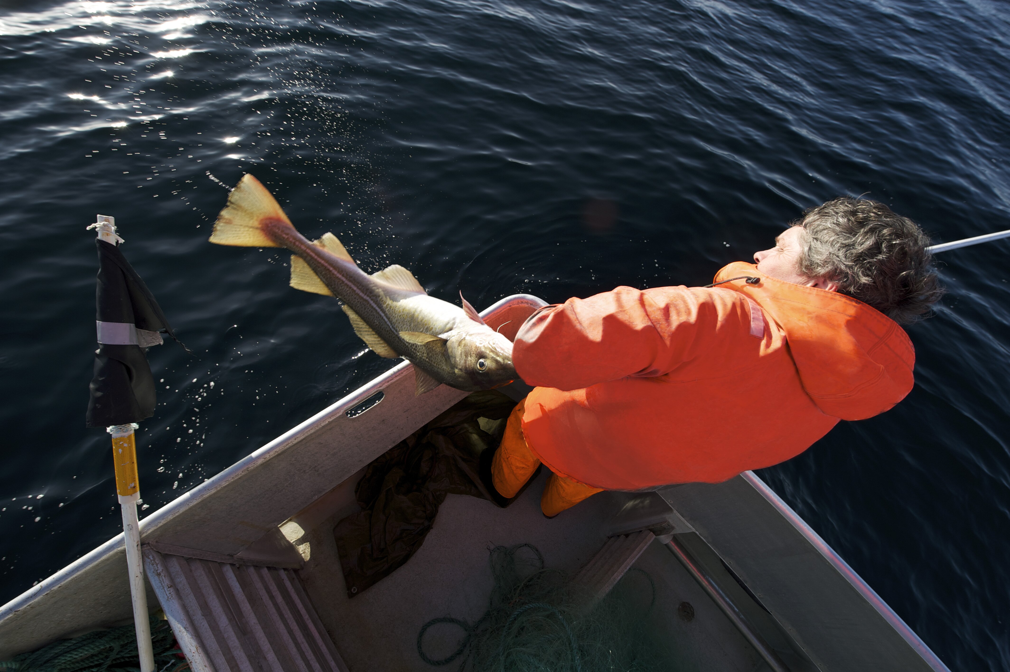 Cod export reaches new heights