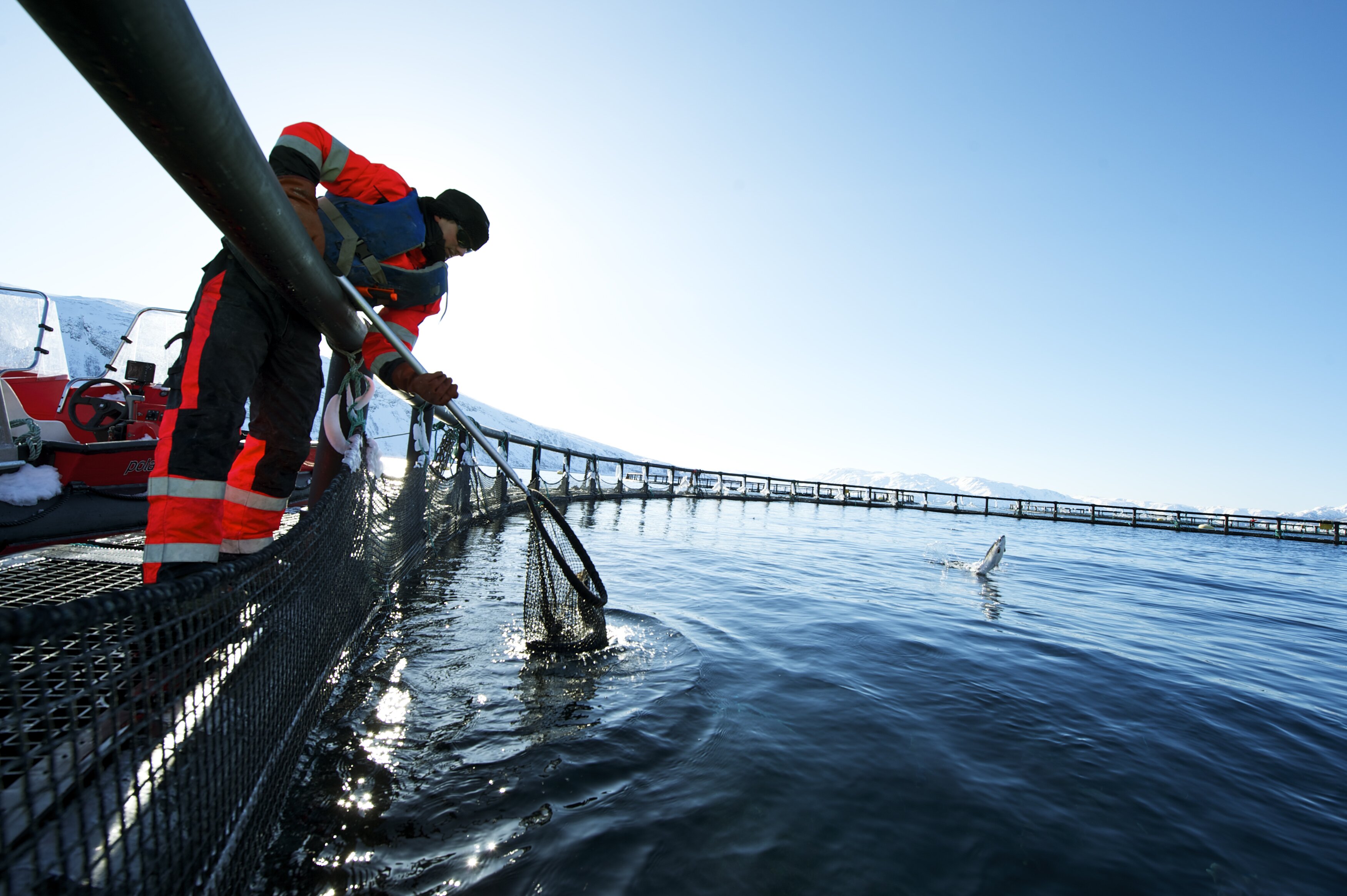 A solid July for Norwegian seafood exports