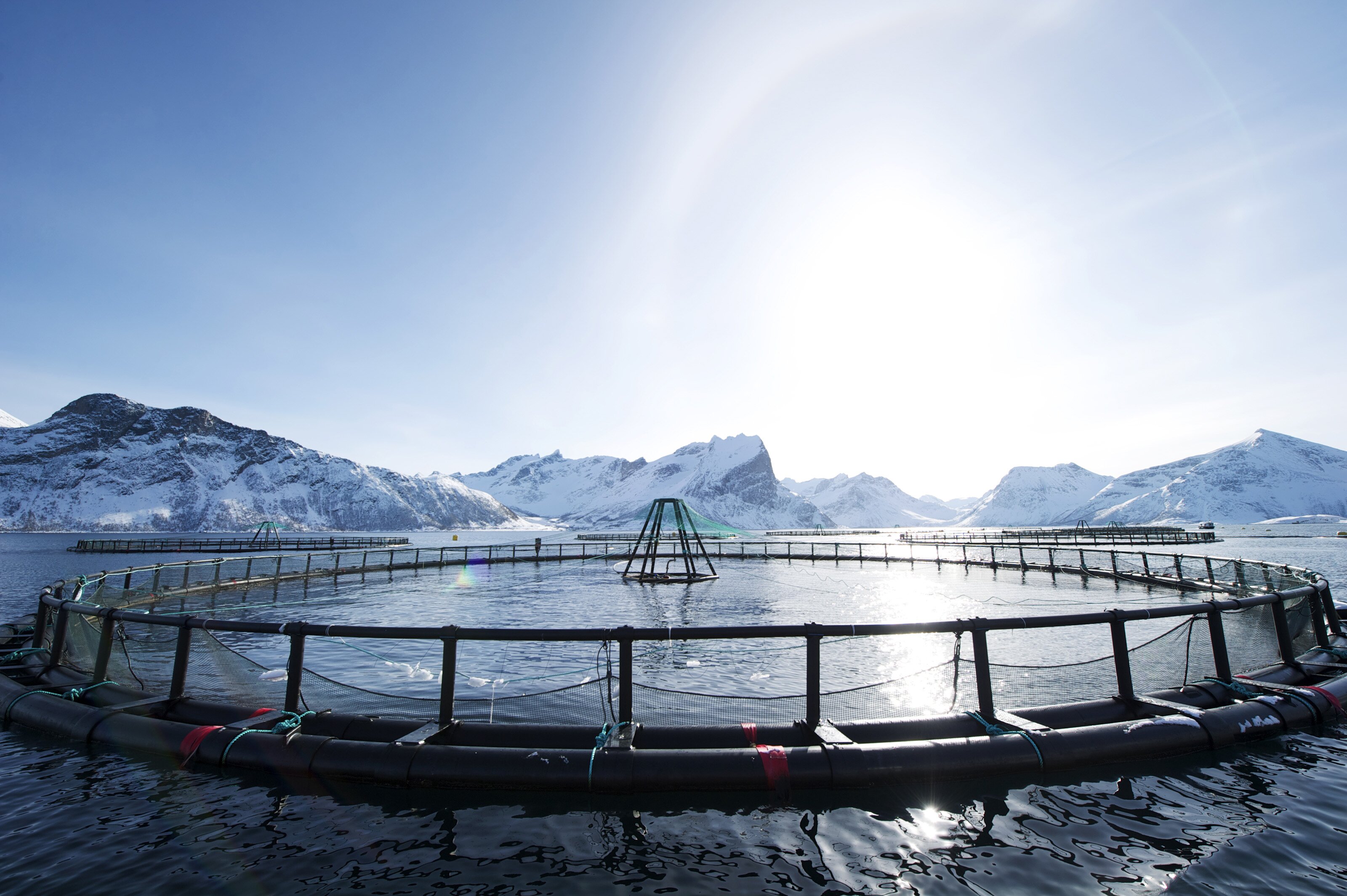 Import ban on Norwegian seafood