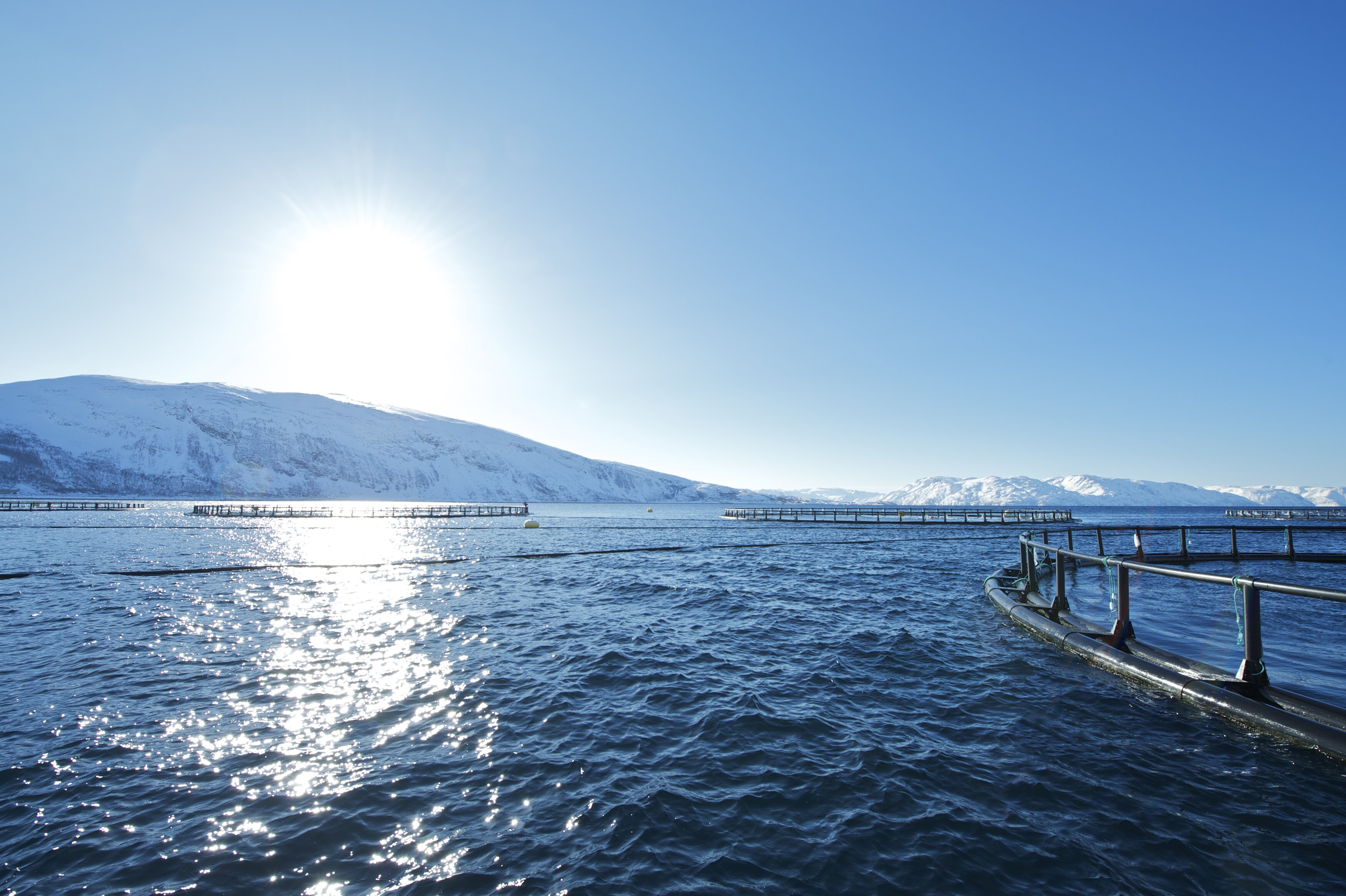 Growth in exports of Norwegian salmon in August