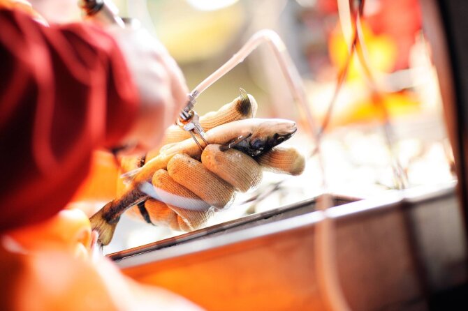 Vaccinating the salmon