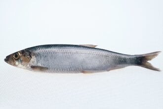 Norwegian herring