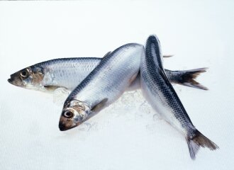 herring