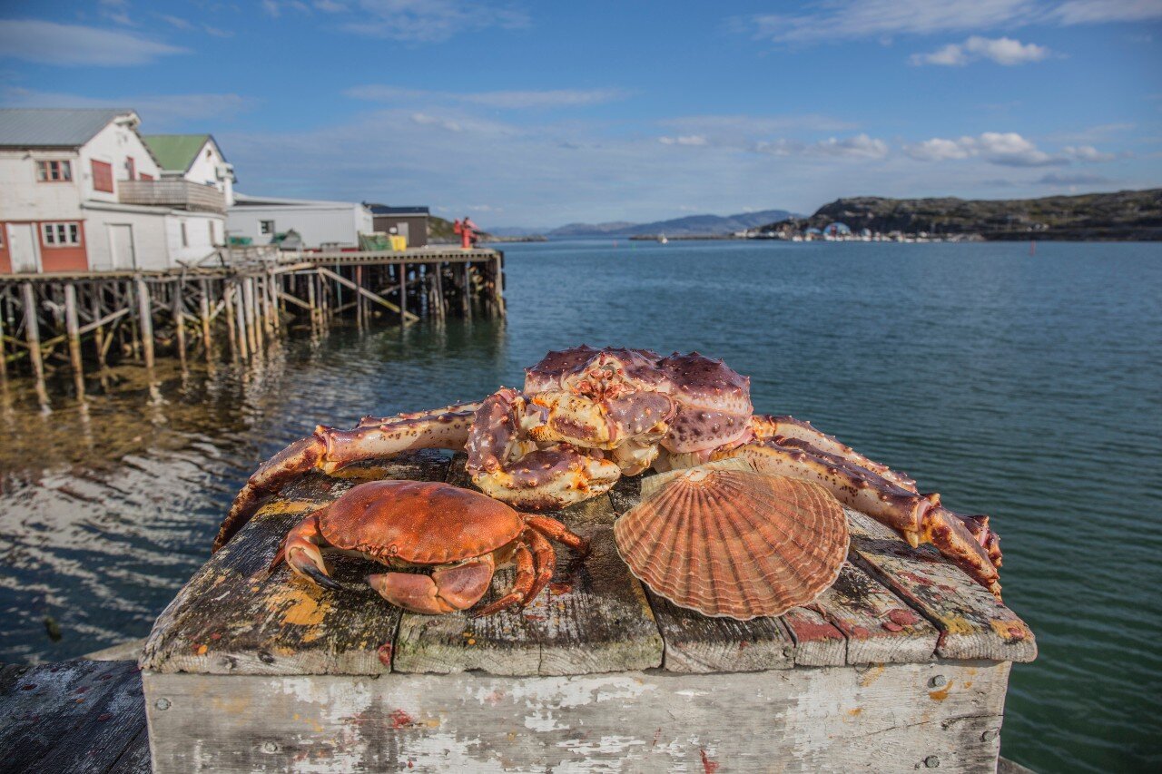 Different species of crabs