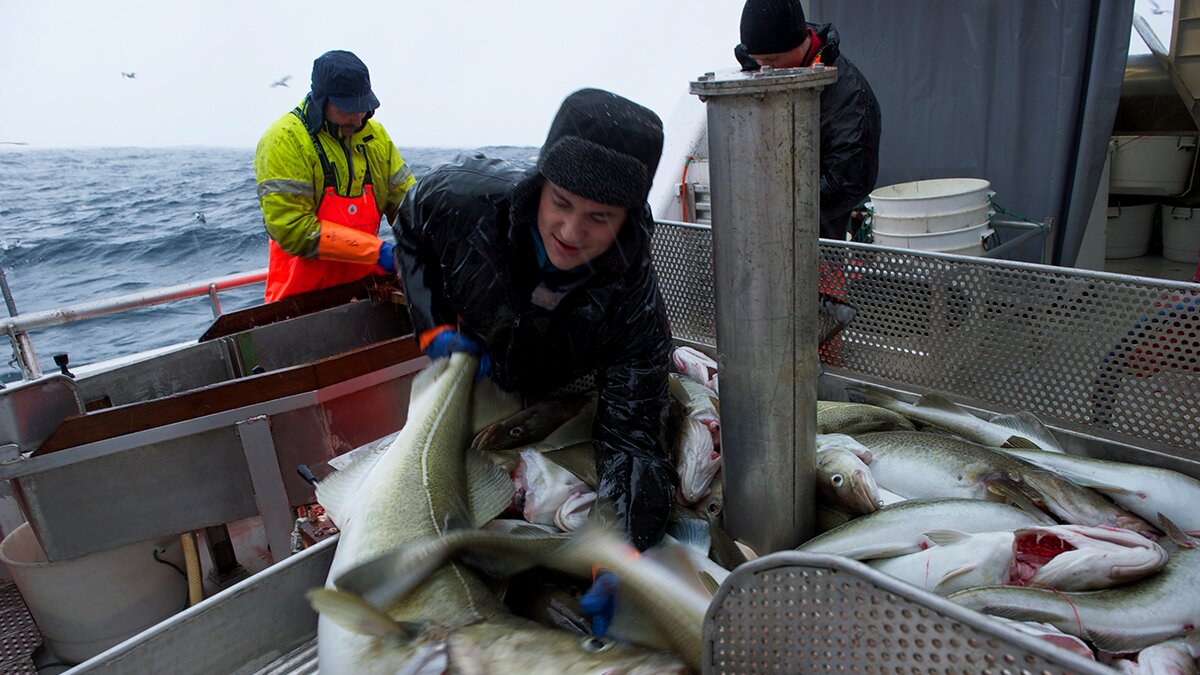 2015 a new record year for Norwegian codfish exports 
